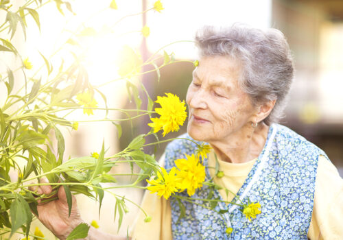 Portrait of senior woman in apron with yellow flower in the sunny garden